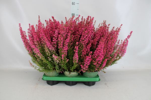 Bild på Krukväxter Erica gracilis röd *6