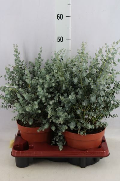 Bild på Krukväxter Eucalyptus gunnii  *2