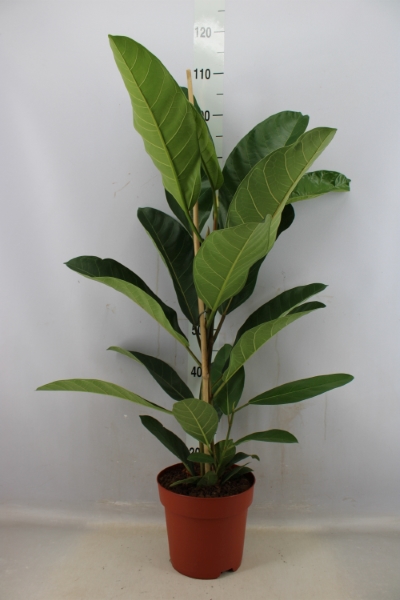 Bild på Krukväxter Ficus benghalensis 