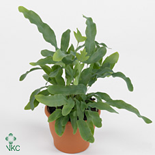 Bild på Krukväxter Phlebodium *6