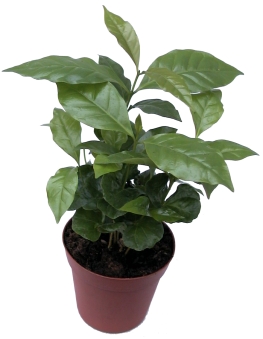 Bild på Krukväxter Coffea arabica *10