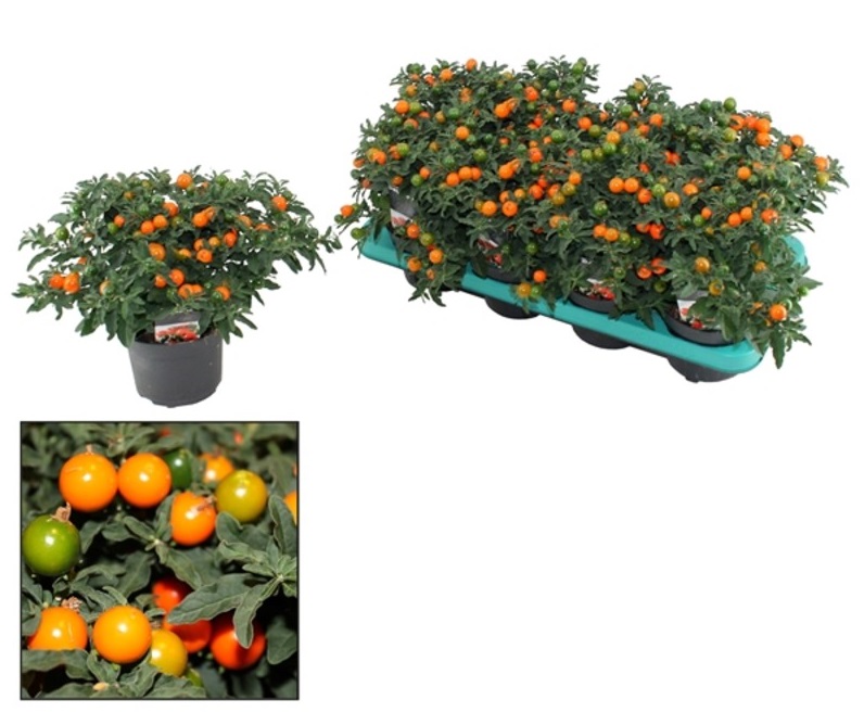 Bild på Krukväxter Solanum Pseud x8