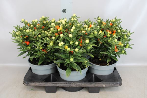 Bild på Krukväxter Solanum Pseudoccapsicum *3