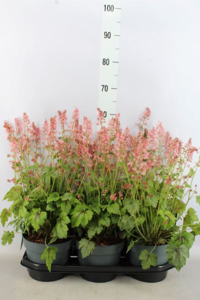 Bild på Krukväxter Heuchera *3 Pink