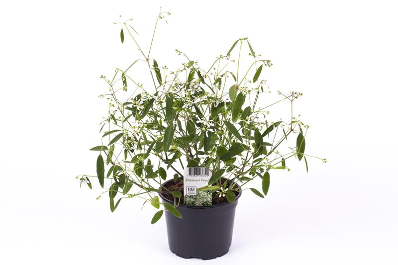 Bild på Krukväxter Diamond Frost  *14 Euphorbia hybrid