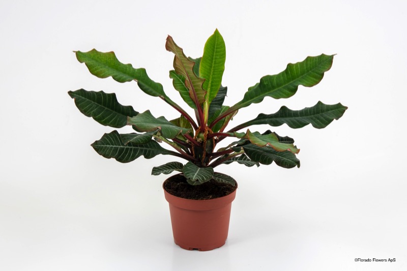Bild på Krukväxter Euphorbia Leuconeura *6