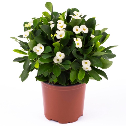 Bild på Krukväxter Euphorbia Milii Helena *14