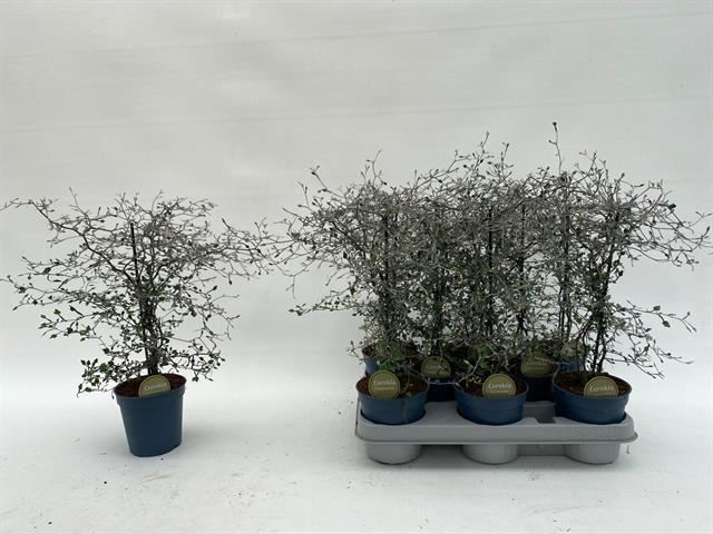 Bild på Krukväxter Corokia Cotoneaster *8