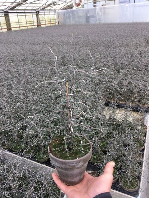 Bild på Krukväxter Corokia Cotoneaster i lerkruka *10