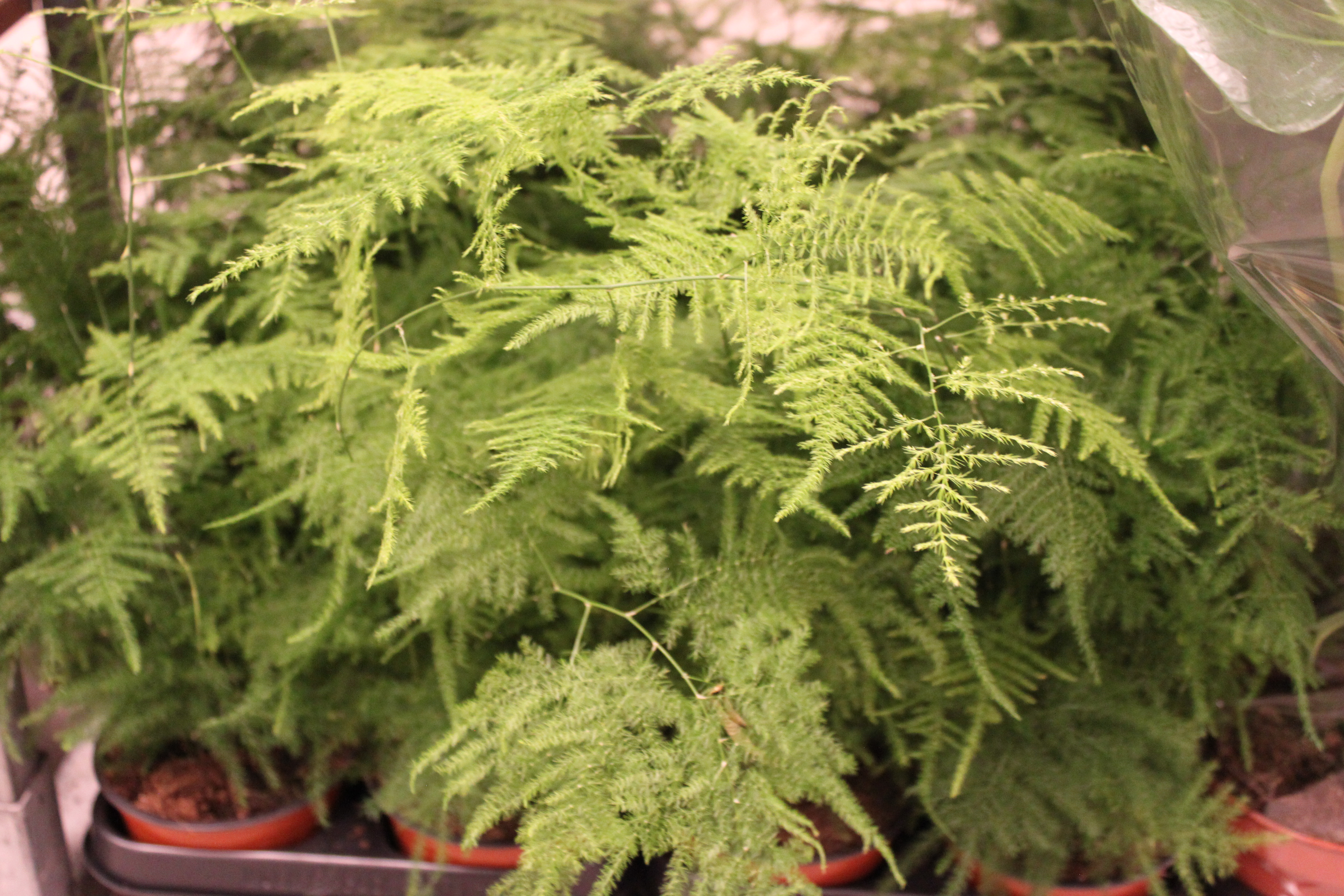 Bild på Krukväxter Asparagus Plumosus *12 mini