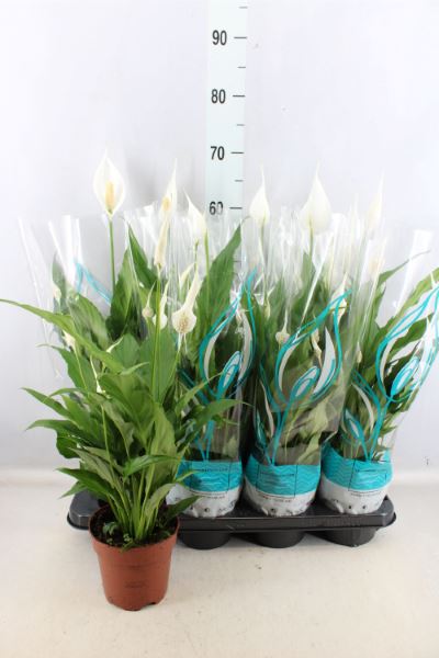 Bild på Krukväxter Spathiphyllum Sweet Chico *8