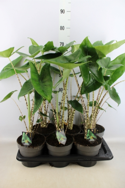 Bild på Krukväxter Alocasia Zebrina *6