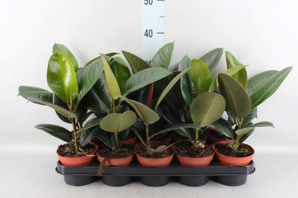 Bild på Krukväxter Ficus Robusta  * 10  12cm