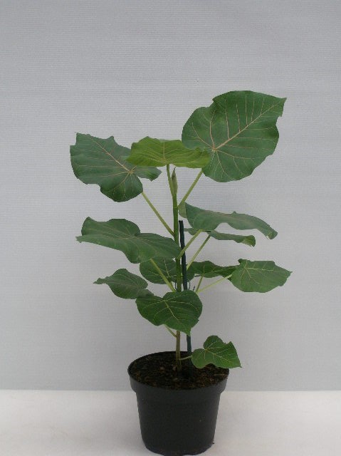 Bild på Krukväxt Ficus Petiolaris *6