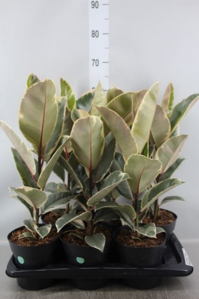 Bild på Krukväxter Ficus Elastica tineke *6