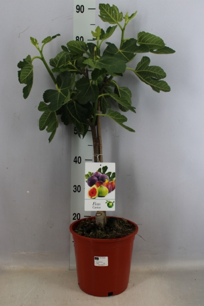 Bild på Krukväxter Ficus Carica Bornholm *1 Stam