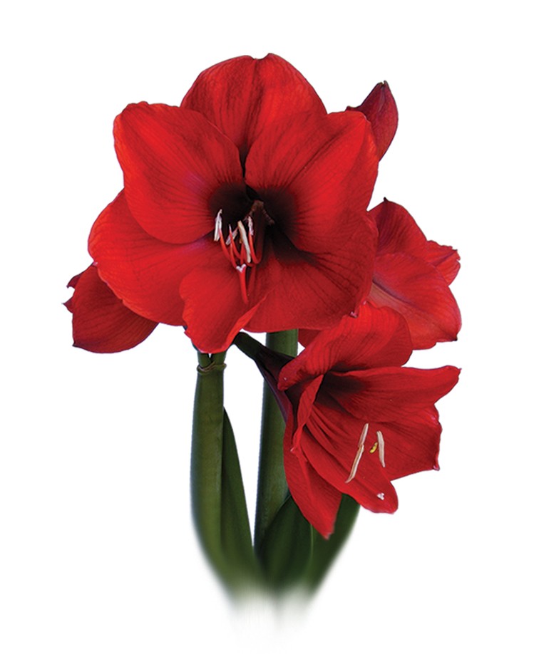 Bild på Krukväxter Amaryllis Exklusiv *8 röd