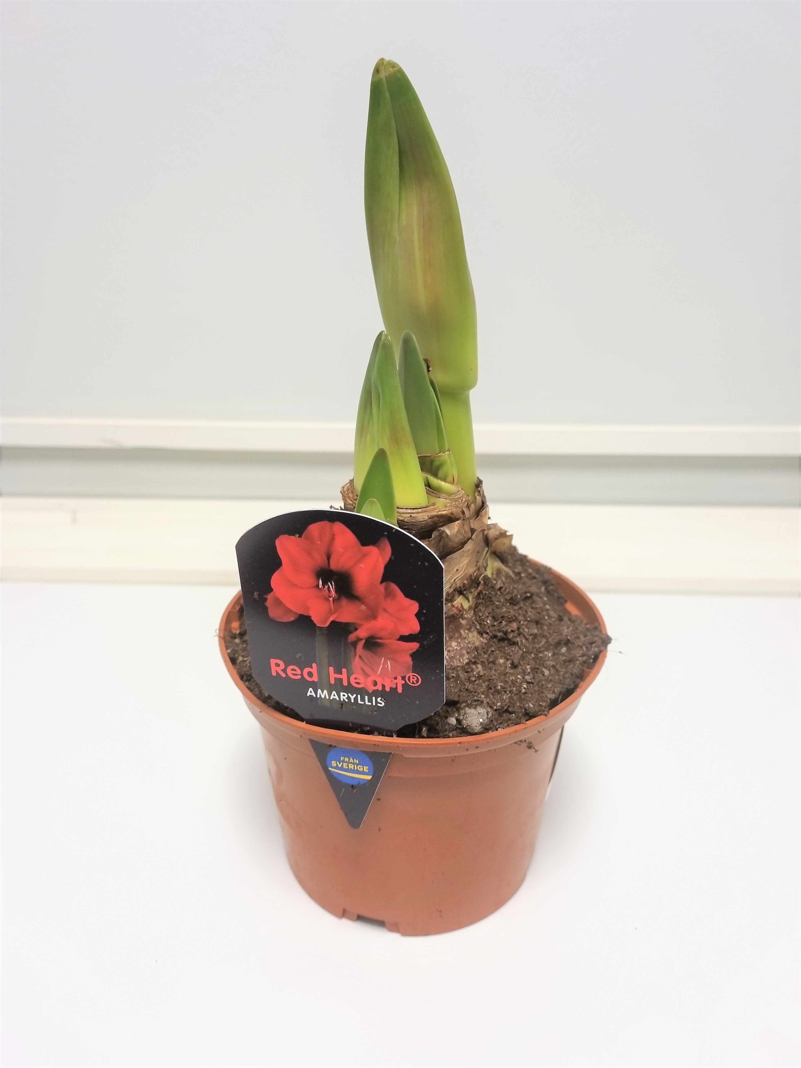 Bild på Krukväxter Amaryllis Exklusiv *8 röd