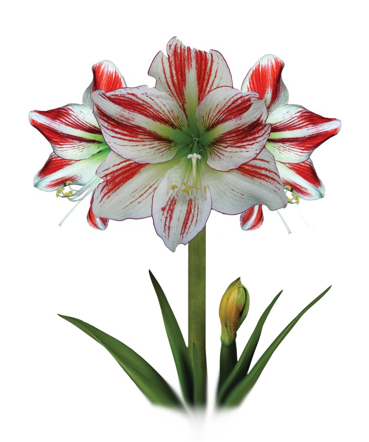 Bild på Krukväxter Amaryllis Exklusiv *8 Röd/Vit