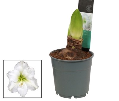 Bild på Amaryllis I Kruka Vit O.A *8