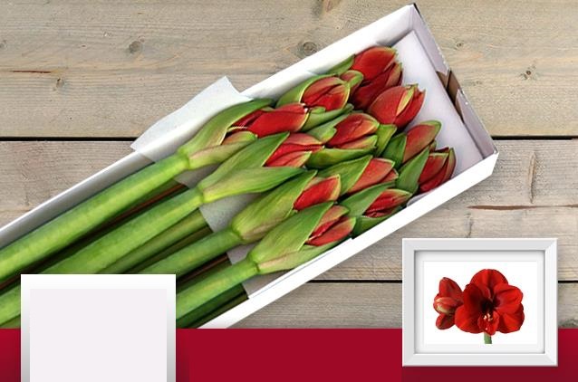 Bild på Amaryllis Red Lion *12