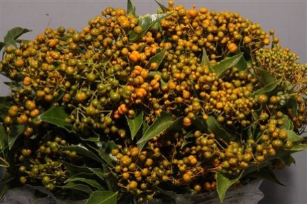 Bild på Rombifolia Grönt Med Orange Blommor/Bär