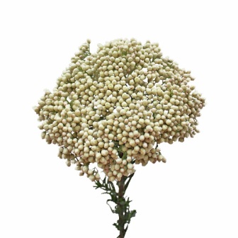 Bild på Rice flower