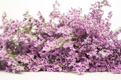 Bild på Limonium Safora