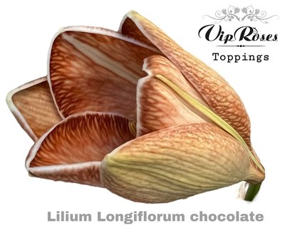 Bild på Longiflorum Watch Up Chococlate VIP
