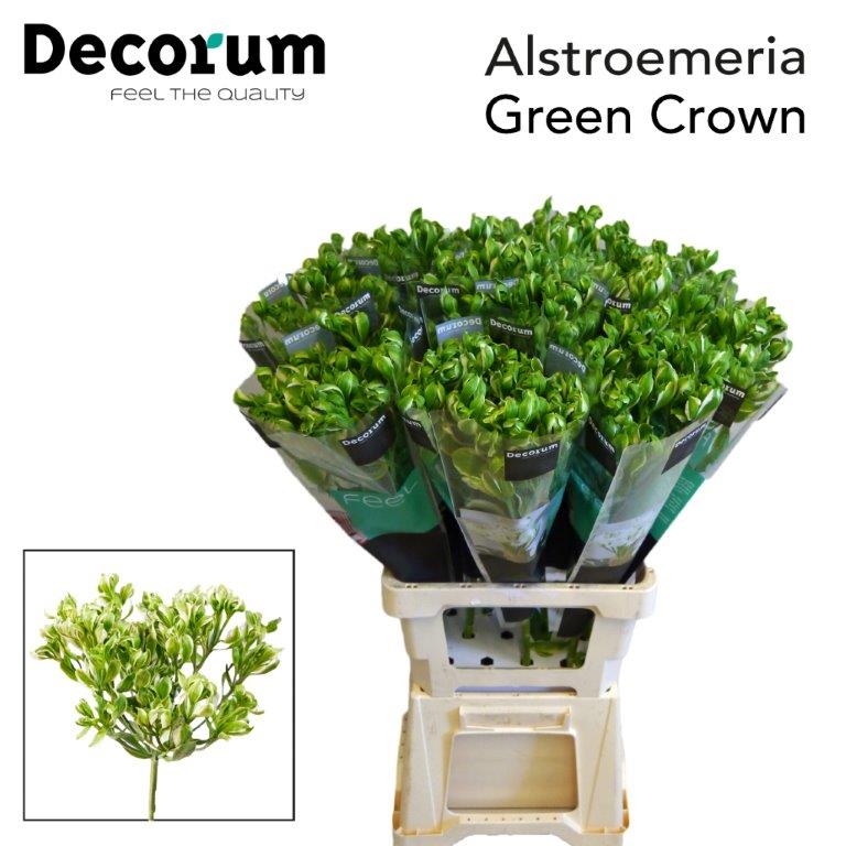 Bild på Alstromeria Green Crown Batian