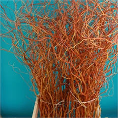 Bild på Salix Golden Curls Trollpil