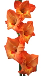 Bild på Gladiolus Prince Of Orange