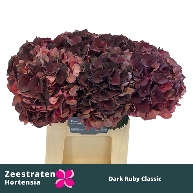 Bild på Hortensia Magical dark ruby classic