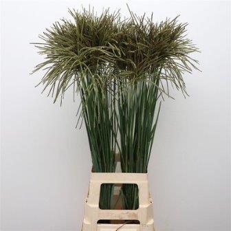 Bild på Ornamental Grass Katapulla
