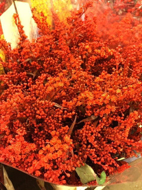 Bild på Solidago färgad
