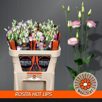 Bild på Lisianthus Rosita Hot Lips