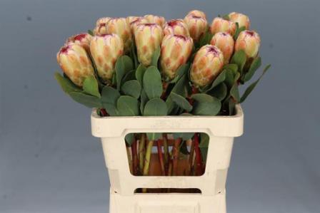 Bild på Protea Grandicolor