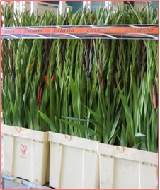 Bild på 10-Pack Gladiolus Ospecade Färger
