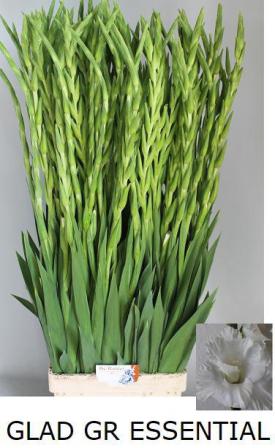 Bild på Gladiolus