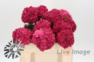 Bild på Hortensia Magical pink ruby