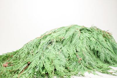 Bild på Cypress Bunt 1 Kilo
