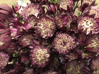 Bild på Astrantia