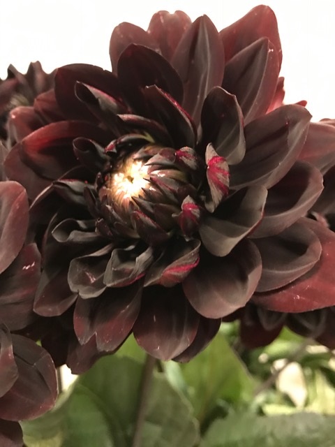 Bild på Dahlia Karma Choc