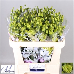 Bild på Lisianthus Dubbel