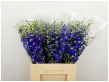 Bild på Delphinium Candle blue shades