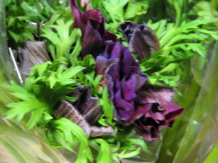 Bild på Anemoner Mistral black