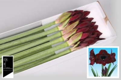 Bild på Amaryllis Royal Velvet 4 Klockor (Hellåda=12))