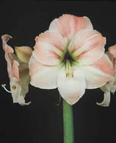 Bild på Amaryllis Apple Blossom (Hellåda=15)