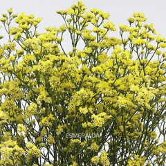 Bild på Limonium China yellow