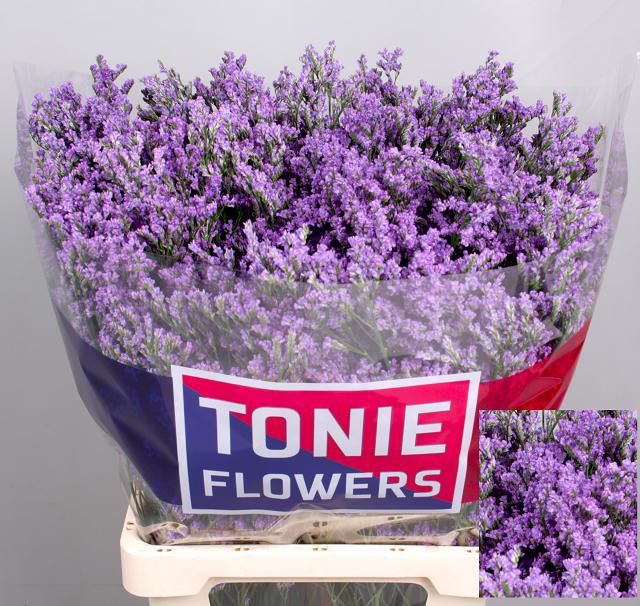 Bild på Limonium Ohio blue